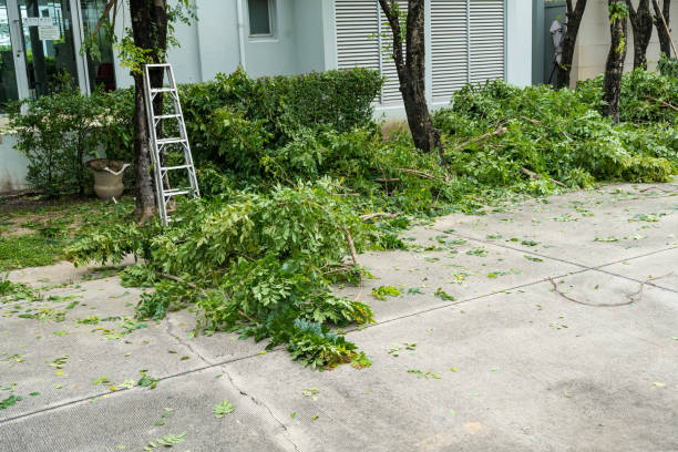 Best Tree Trimming and Pruning  in Orchard Grass Hills, KY